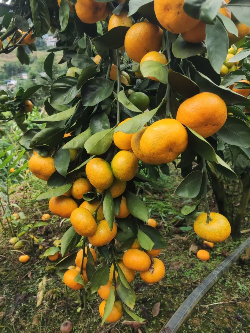 云南省红河州元阳县特早柑桔