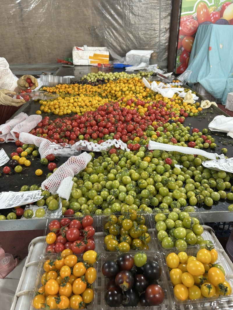 精品小番茄三色小番茄产地供应一件代发量大从优质量保证