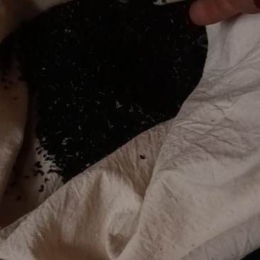 白蒜苗籽