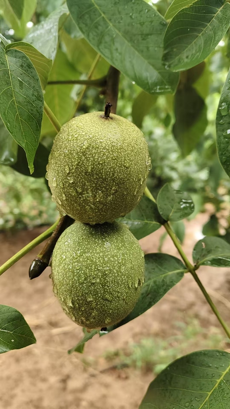 精品清香核桃品质保证天量大从优质量保证诚信经营欢迎咨询