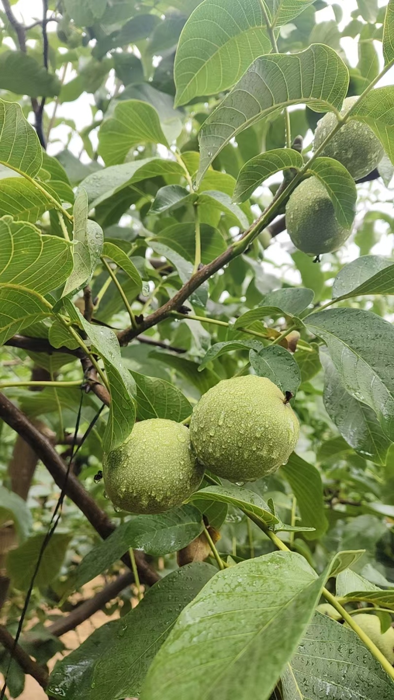 精品清香核桃品质保证天量大从优质量保证诚信经营欢迎咨询