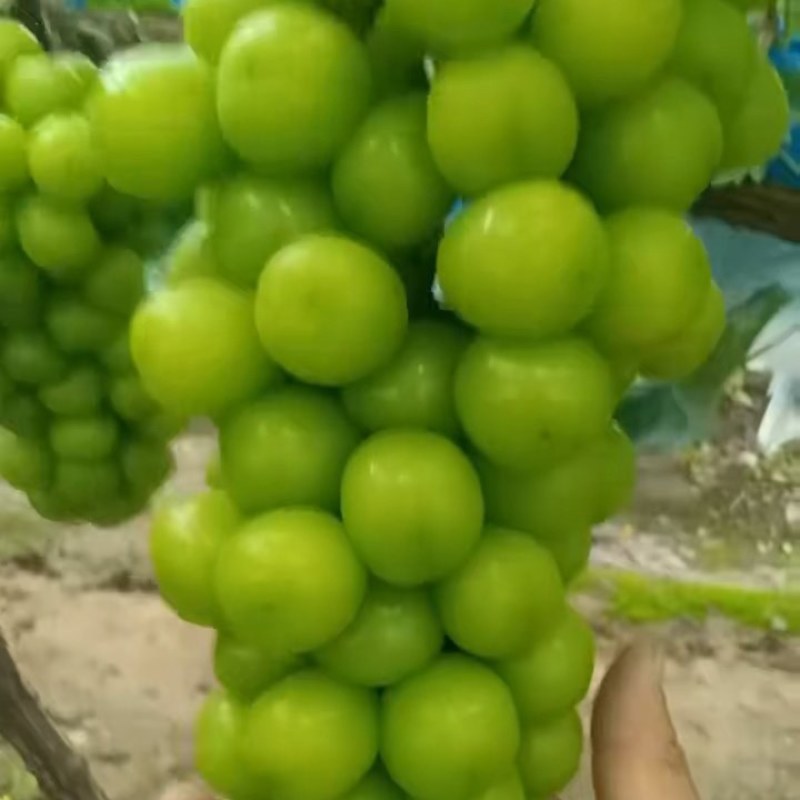 阳光玫瑰葡萄