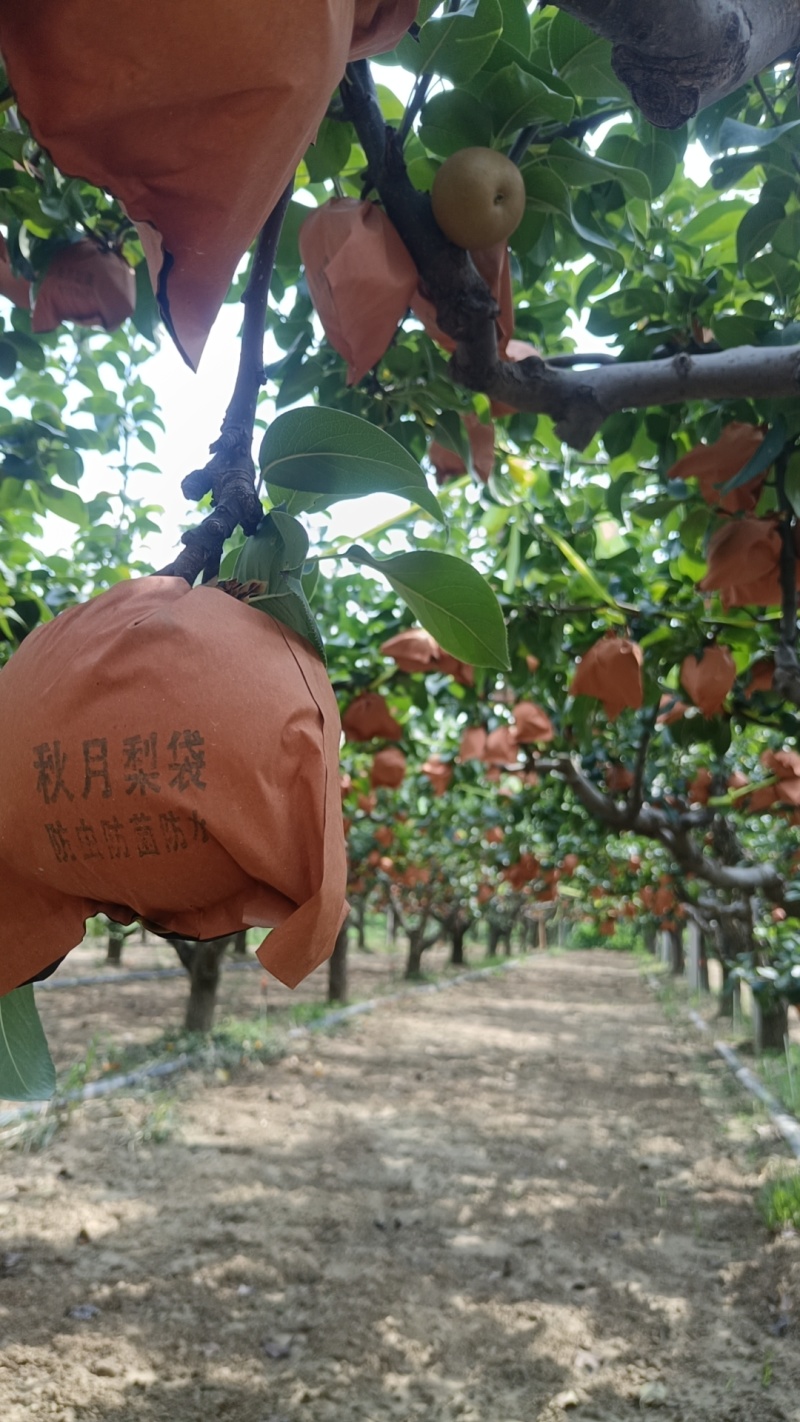 秋月梨宁陵秋月梨脆甜多汁产地直发品质保障对接全国