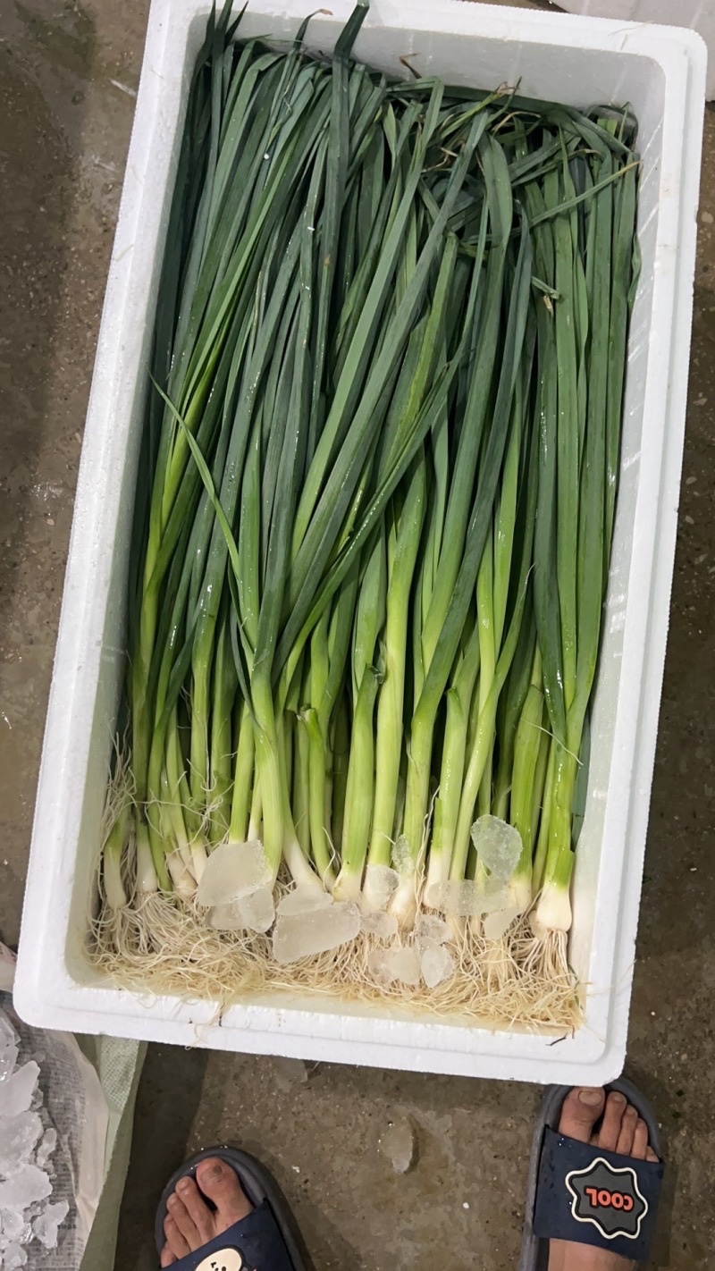 精品白根蒜苗，洋蒜上市