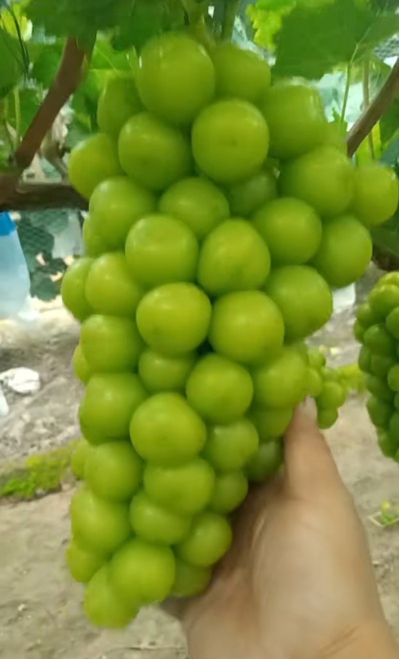 阳光玫瑰葡萄