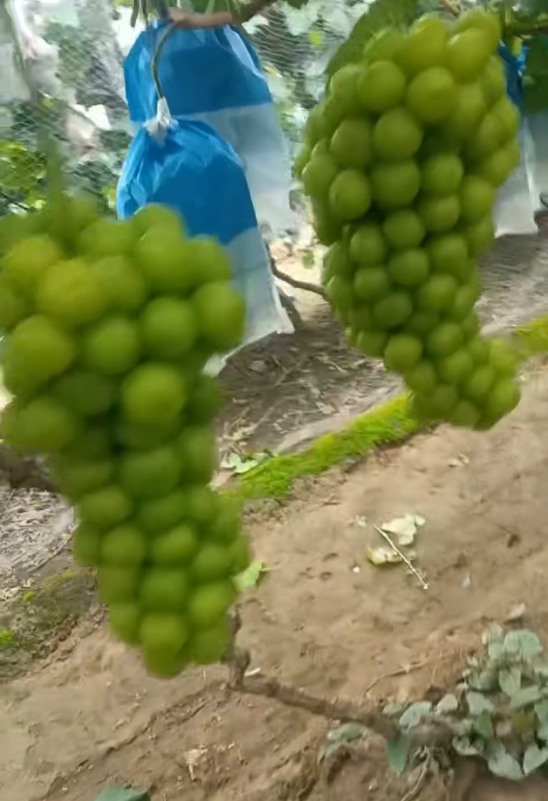 阳光玫瑰葡萄