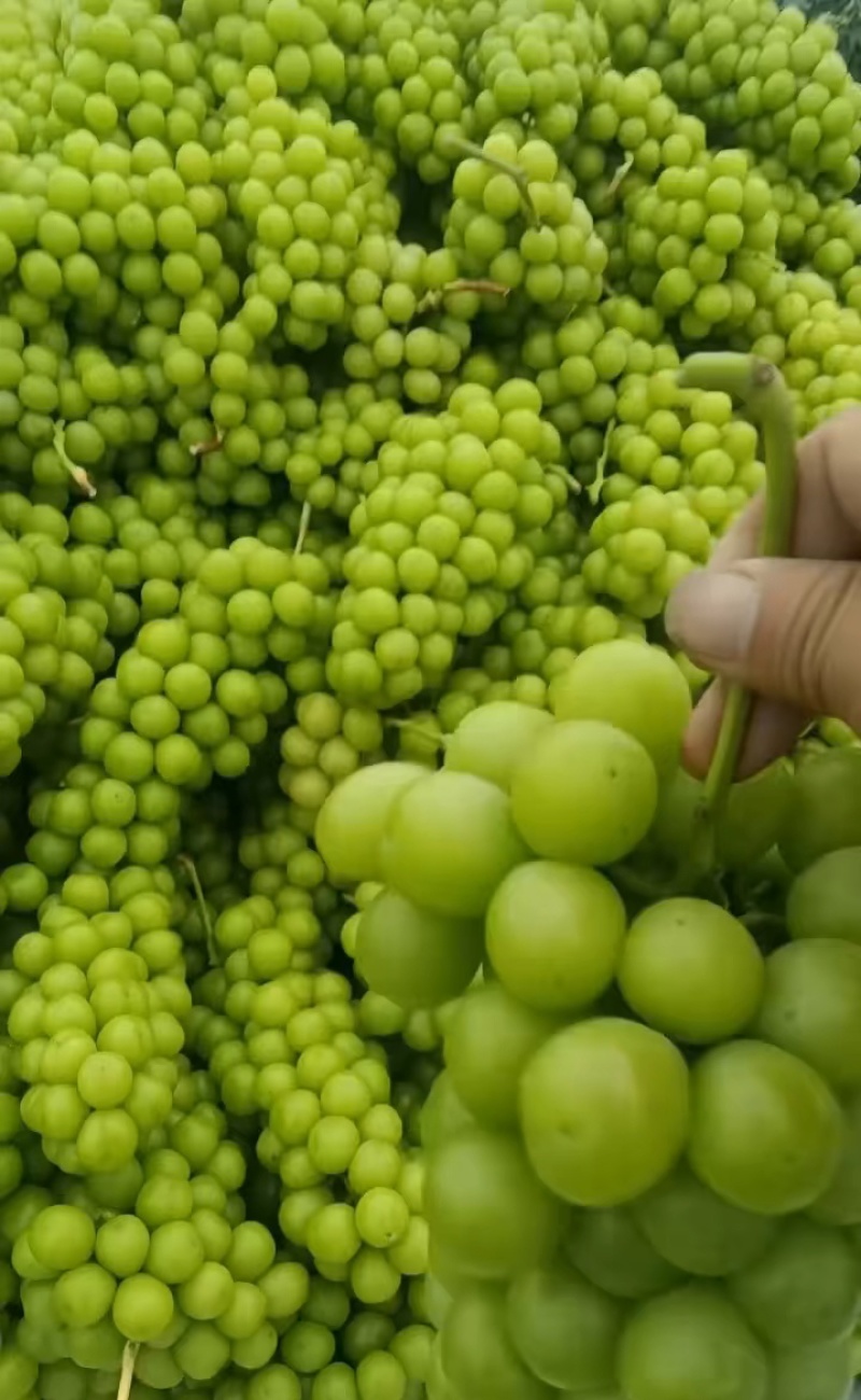 阳光玫瑰葡萄