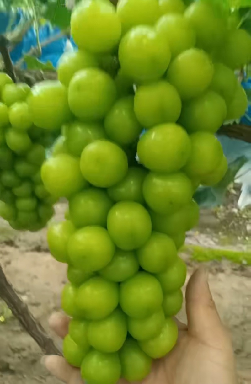 阳光玫瑰葡萄