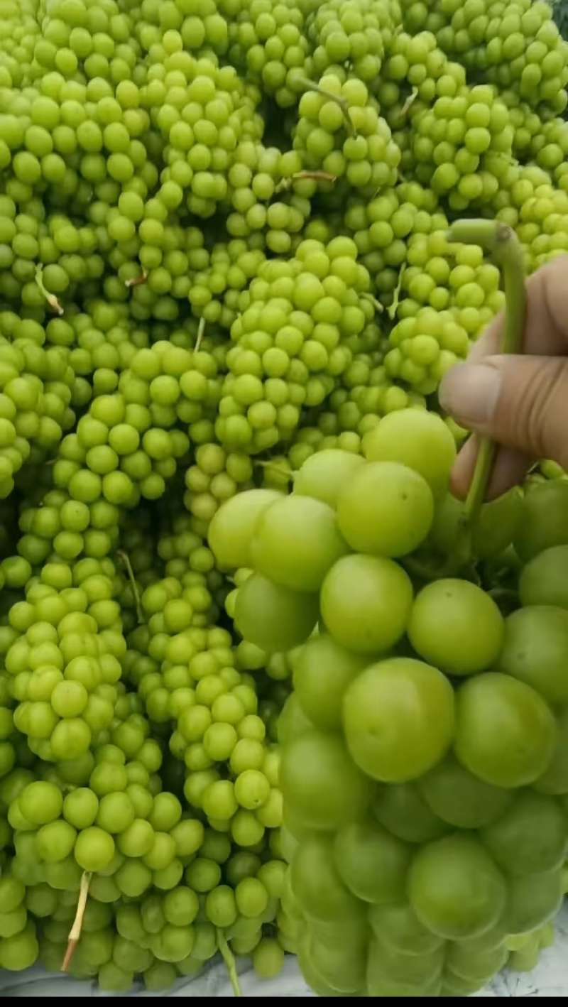 阳光玫瑰葡萄