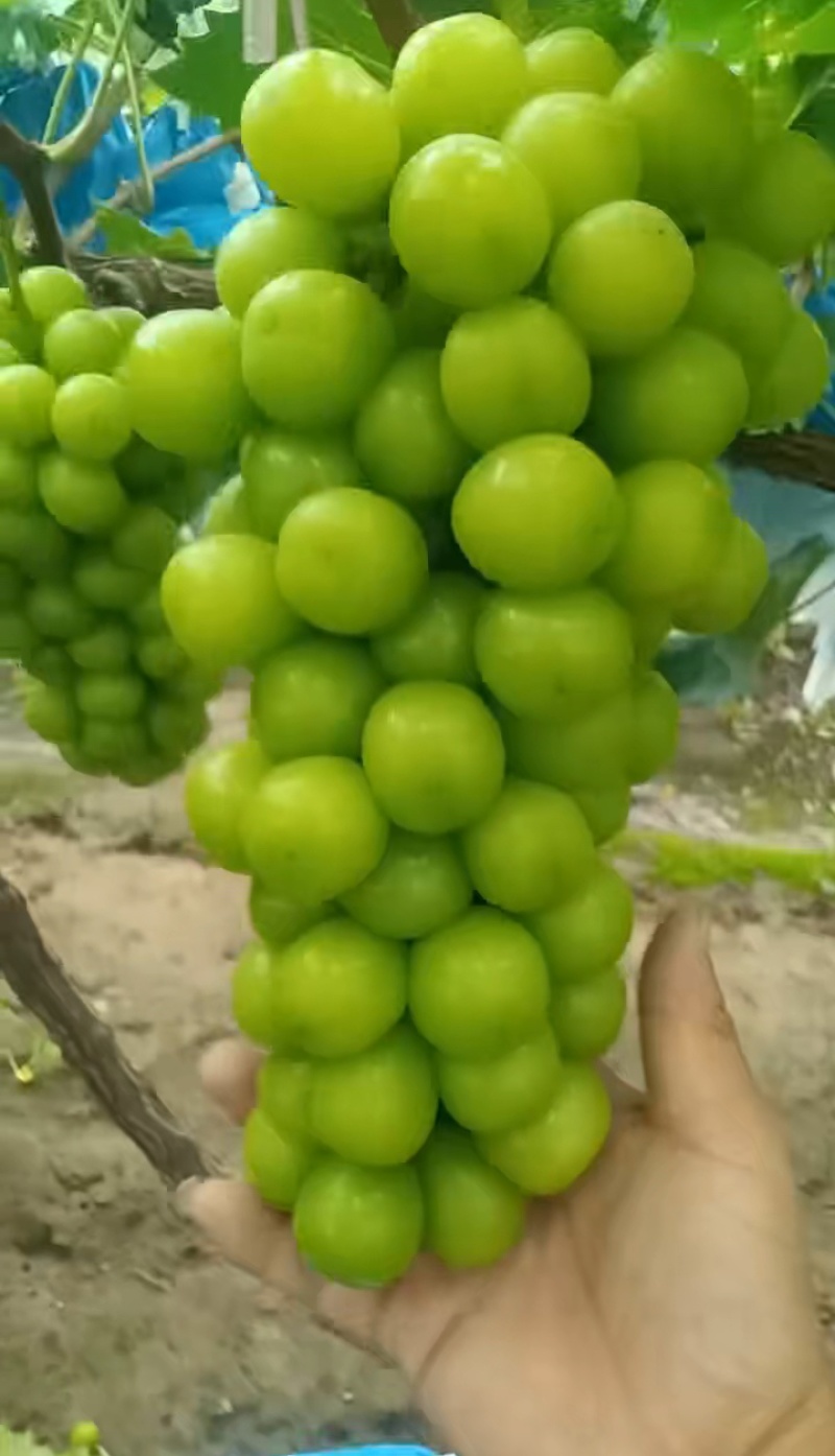 阳光玫瑰葡萄
