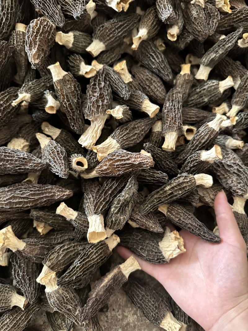 羊肚菌基地直销量大质优价格优惠支持视频看货欢迎采购