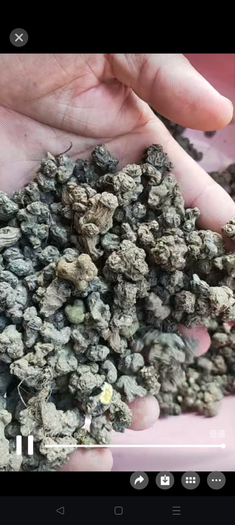 精品大个夏天无货源稳定价格美丽诚信合作欢迎来电