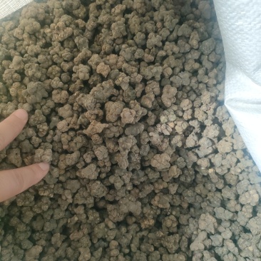 精品大个夏天无货源稳定价格美丽诚信合作欢迎来电