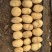 【实力供货】内蒙v7土豆内蒙土豆基地直供量大从优