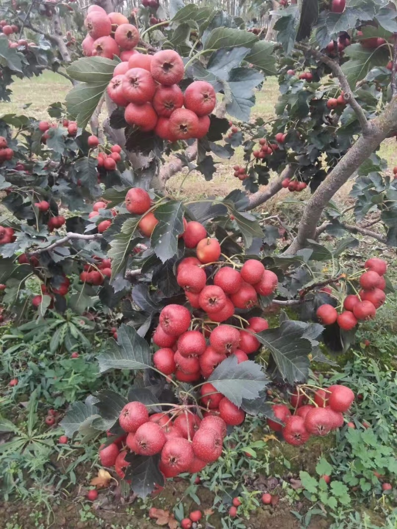 山楂果，大金星，七月红，水果山楂
