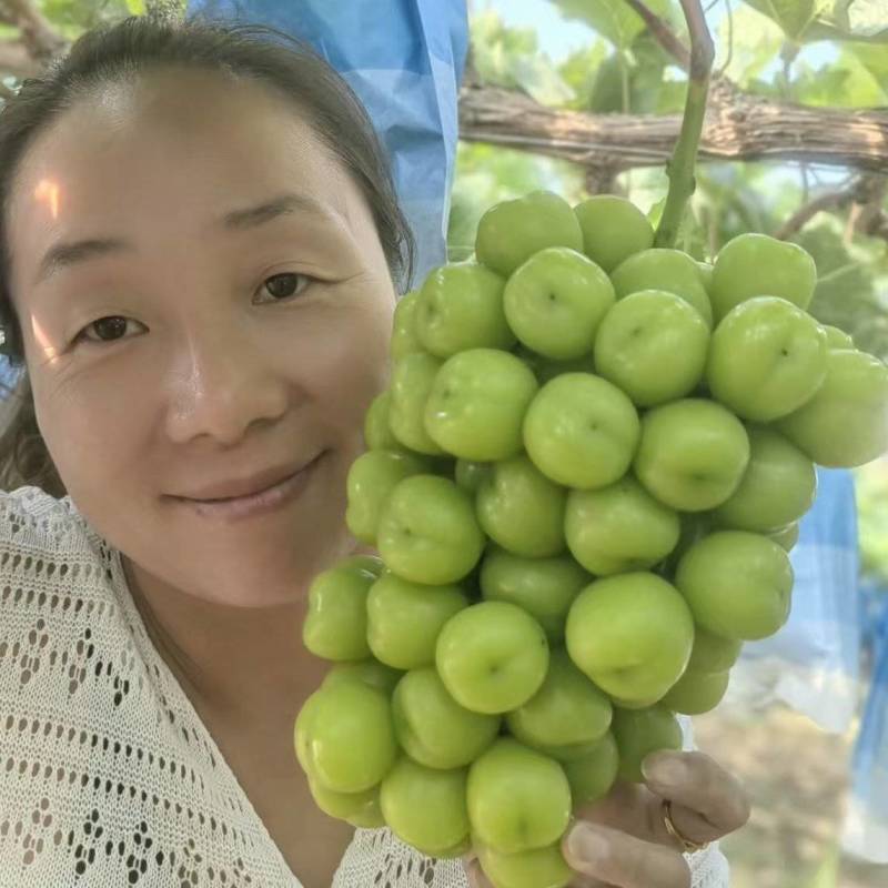 陕西渭南精品葡萄阳光玫瑰大量供应，产地直发，一手货源，