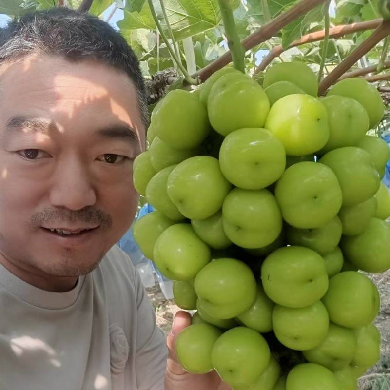 陕西渭南阳光玫瑰葡萄，大颗粒产地直发保质保量新鲜采摘量大
