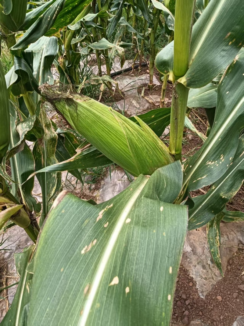 甜糯玉米************
