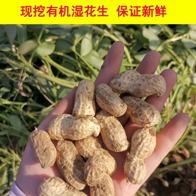 【鲜花生】餐馆小摊菜市场，市场商超批发