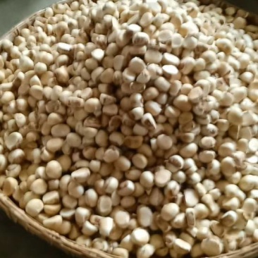 板栗（***********）