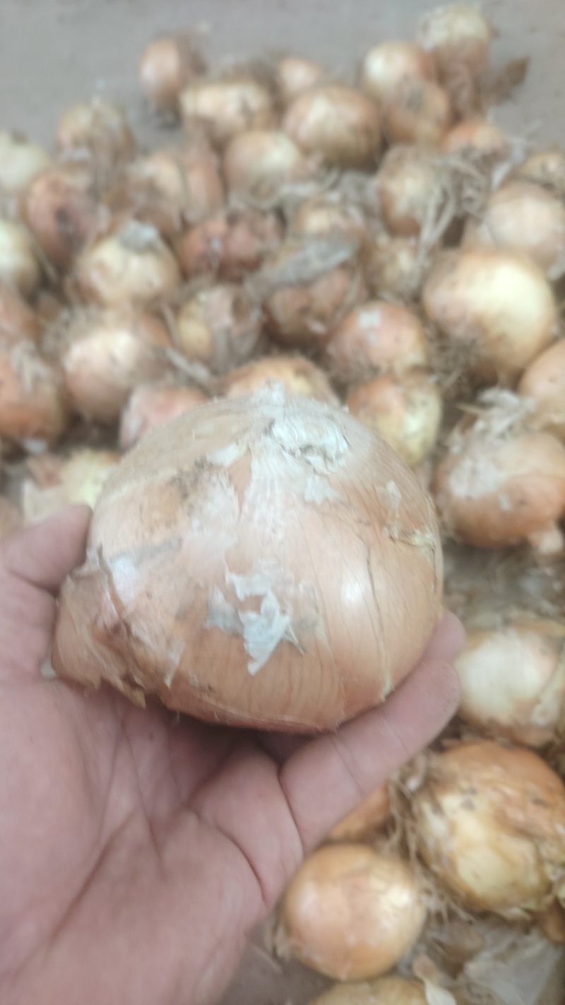 冷库黄皮洋葱大量现货供应需要的联系支持物流发货