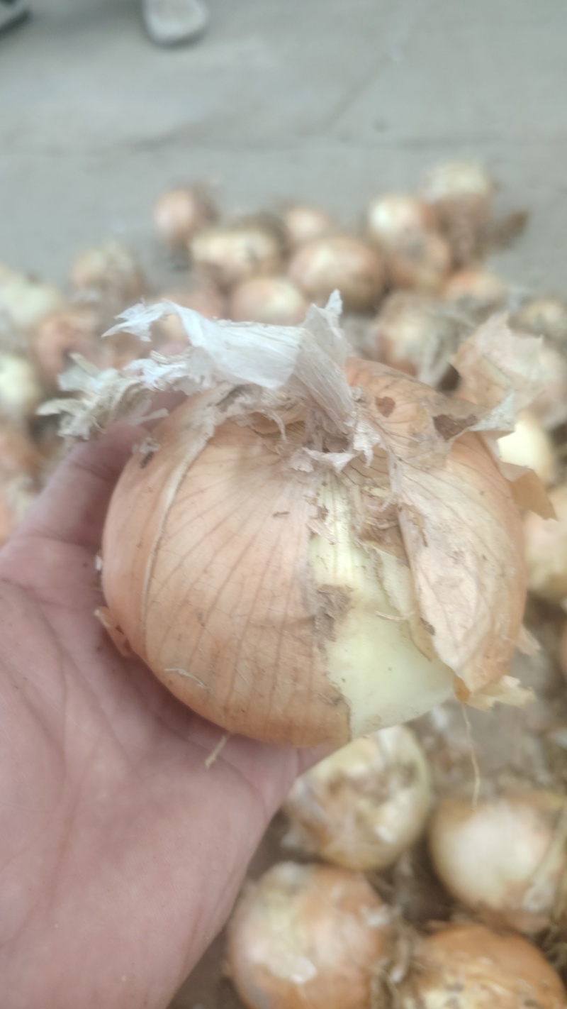 冷库黄皮洋葱大量现货供应需要的联系支持物流发货