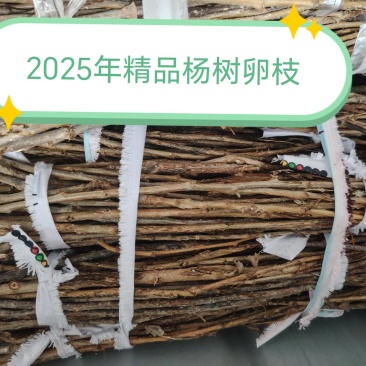 杨树卵枝金蝉卵枝精品杨树卵枝、前中期货