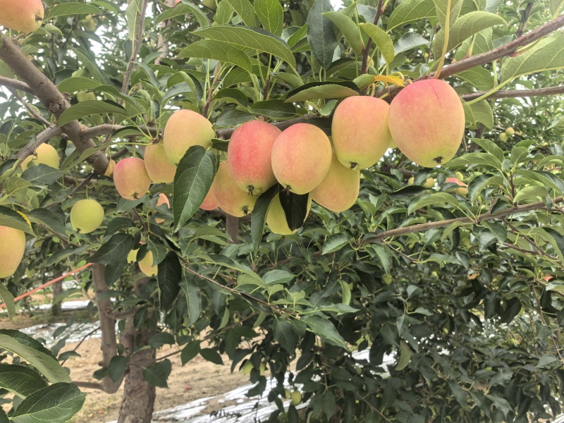 内蒙沙漠鸡心