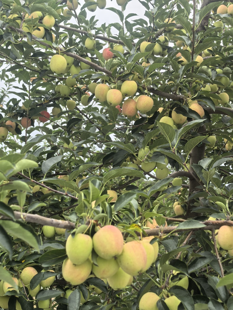 内蒙沙漠鸡心