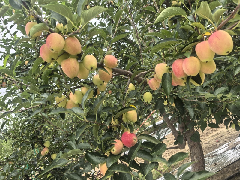 内蒙沙漠鸡心