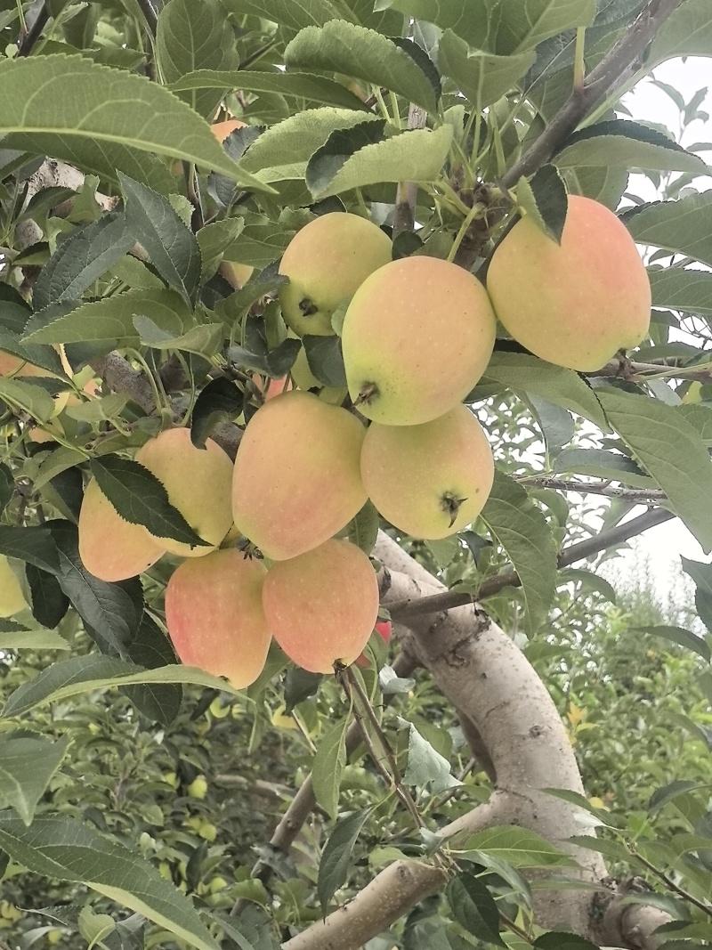 内蒙沙漠鸡心