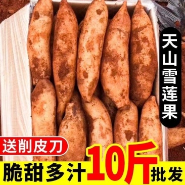 天山雪莲果
