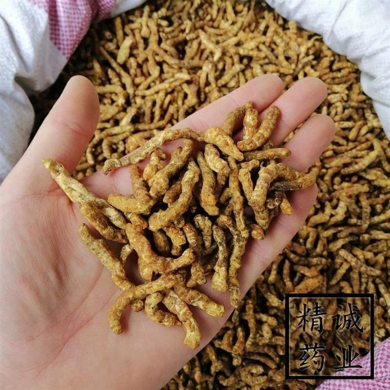中药材僵蚕制僵蚕粉炒僵蚕炙僵蚕