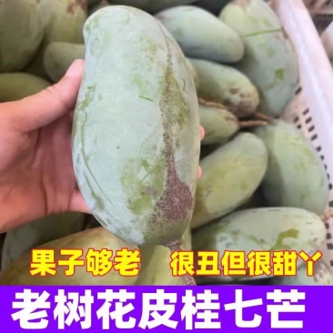 七芒