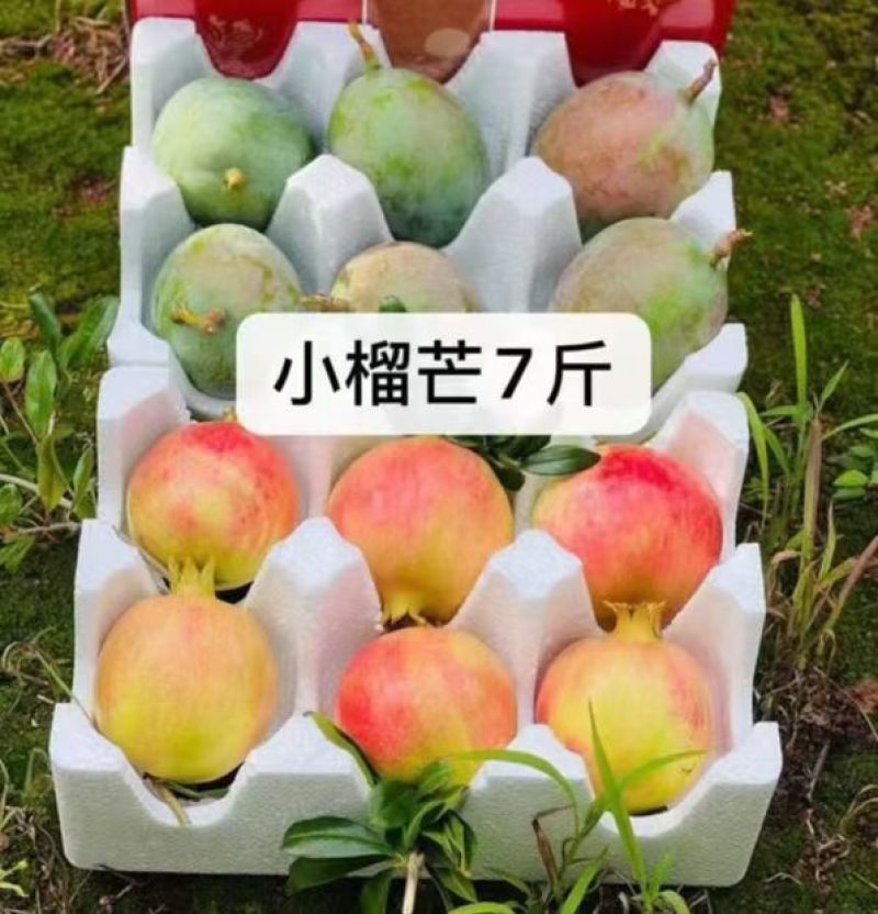 永胜突尼斯软籽石榴