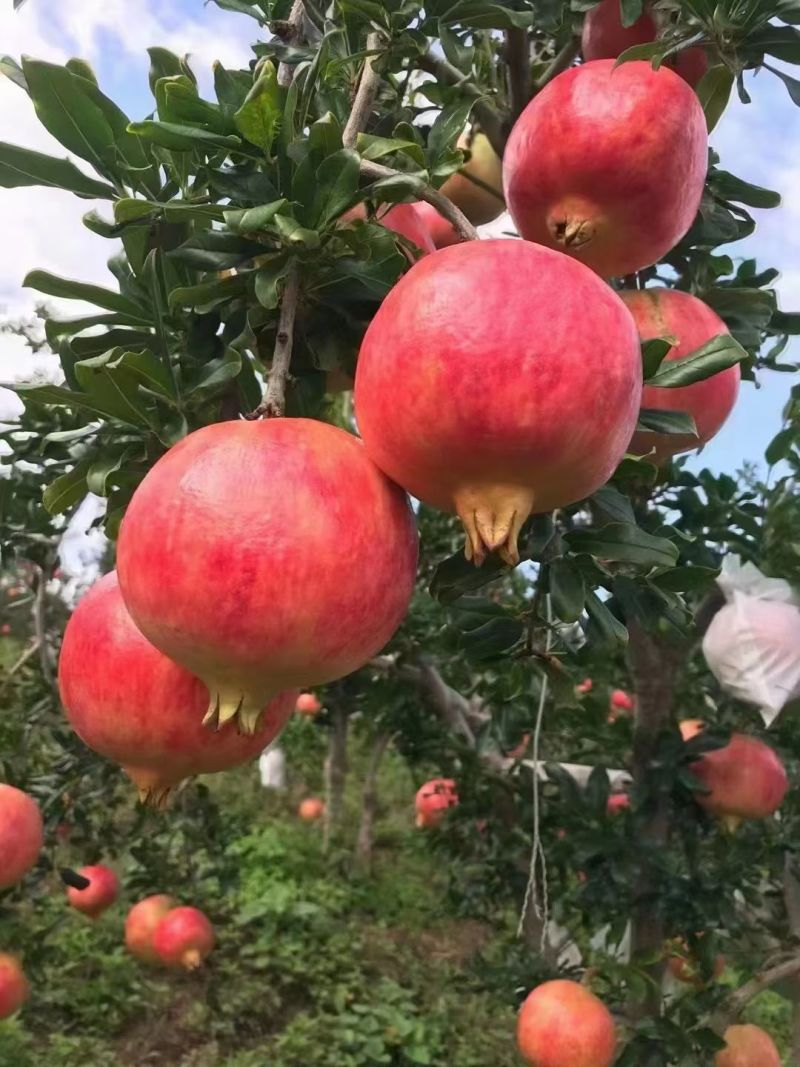 永胜突尼斯软籽石榴
