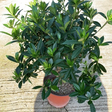 栀子花