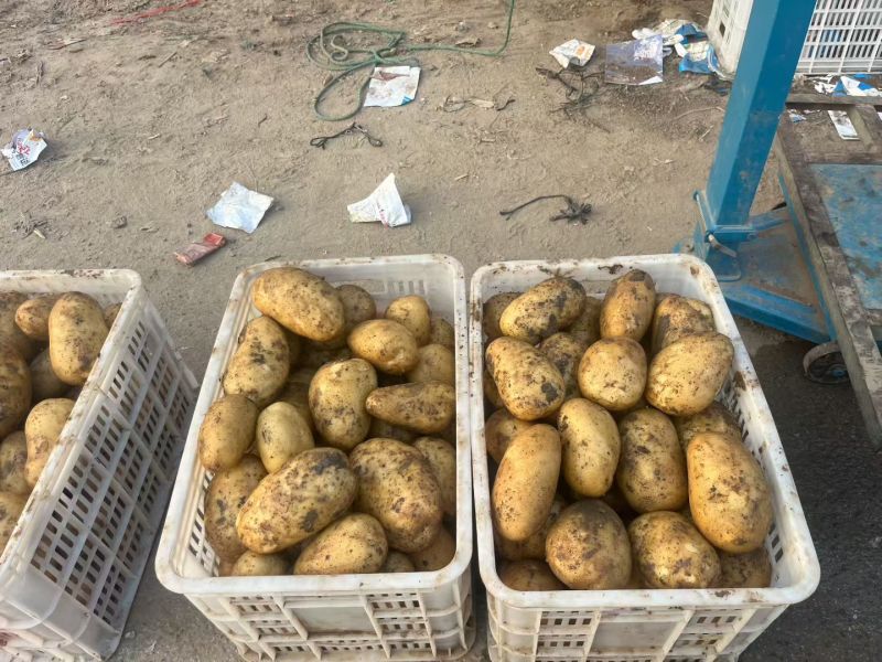 荷兰十五土豆，黄心土豆，大棚土豆，沃土，V7土豆，甘引.