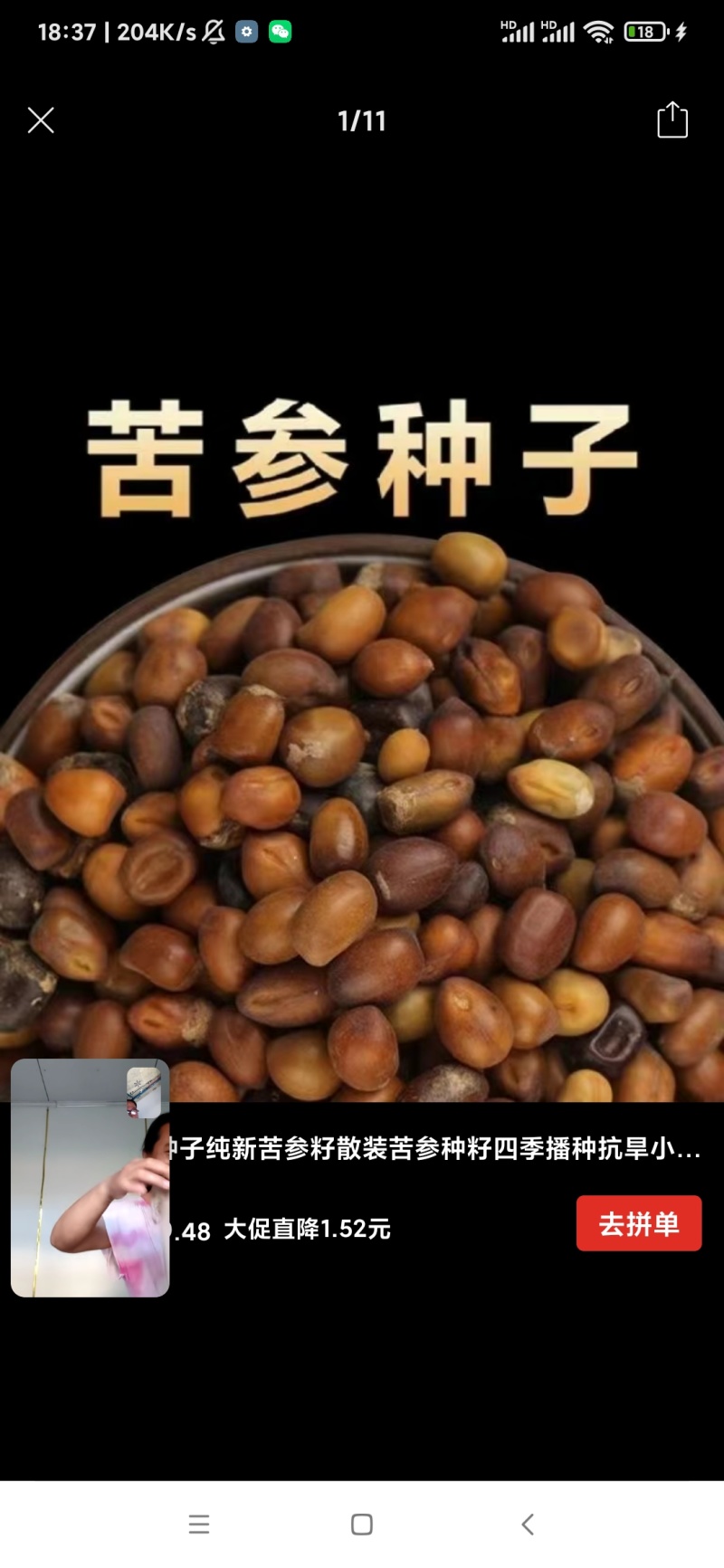 2025年新产苦参种子都是自己一手采摘回来的！颗粒饱满