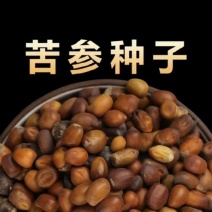 2025年新产苦参种子都是自己一手采摘回来的！颗粒饱满