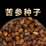 2025年新产苦参种子都是自己一手采摘回来的！颗粒饱满