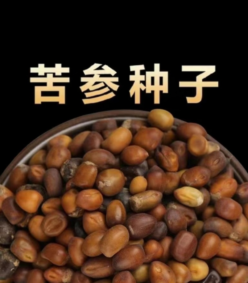 2025年新产苦参种子都是自己一手采摘回来的！颗粒饱满