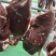 深圳鲜牛肉批发