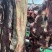 深圳鲜牛肉批发
