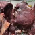 深圳鲜牛肉批发