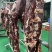 深圳鲜牛肉批发