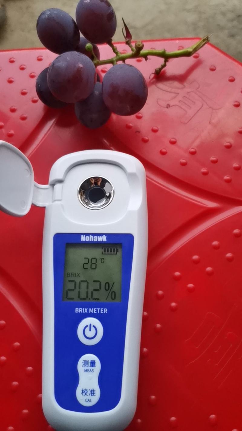 巨峰葡萄自然果，大量上市，有需求的老板欢迎来电合作共赢
