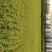 长粒香大米