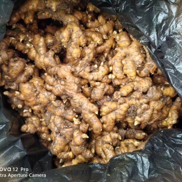 云南冷库保存去年的鲜姜可电商可市场批发