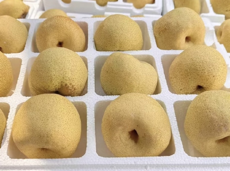砀山酥梨，对接批发市场档口电商，保质保量，价格可谈，欢迎咨询